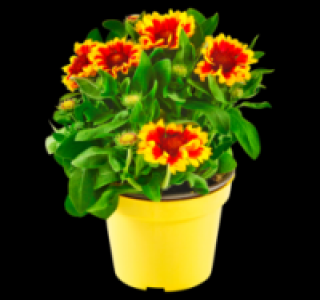 Kokardenblume 1.99 €