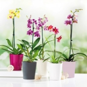 Orchideen-Mix 5.99&nbsp;&euro;