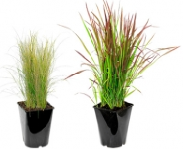 GARDENLINE® Winterhartes Ziergras 4.99 €