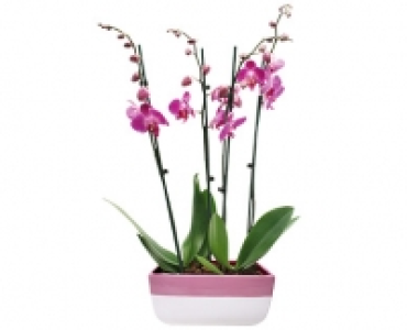 GARDENLINE® Orchideen-Arrangement 12.99 €