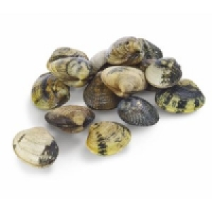 Teppichmuschel Vongole Verace