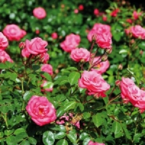 Rosen in Schale 4.99 €