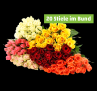 Wunderschöne Rosen in verschiedenen Farben 3.33 €