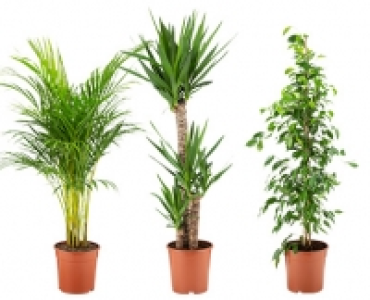 GARDENLINE®Solitärpflanze 9.99 €