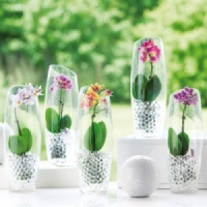 Mini-Phalaenopsis 6.99&nbsp;&euro;