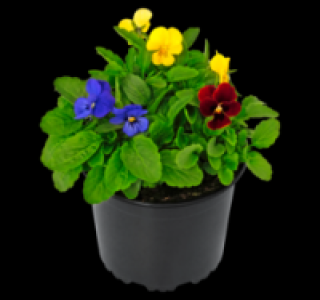 Hornveilchen 0.99 €