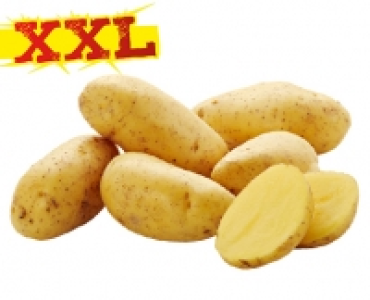 Speisekartoffeln vorwiegend festkochend