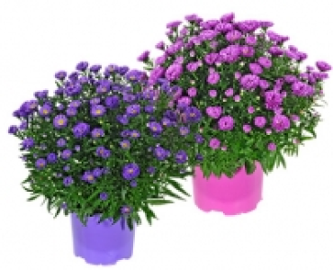 GARDENLINE®Herbstaster 2.99 €