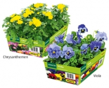 GARDENLINE®Viola oder Chrysantheme