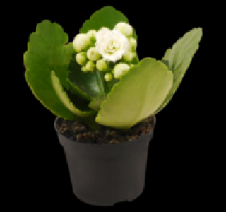Verschiedene Bl&uuml;hpflanzen 0.99&nbsp;&euro;