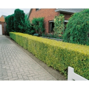 OBI Obi Living Garden OBI Gold-Liguster Aureum Höhe ca. 30 - 40 cm Topf ca. 3 l Ligustrum