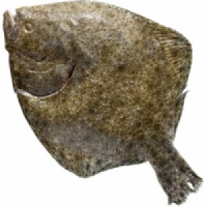 Steinbutt