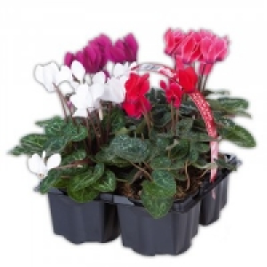 Freiland Alpenveilchen 4.99 €