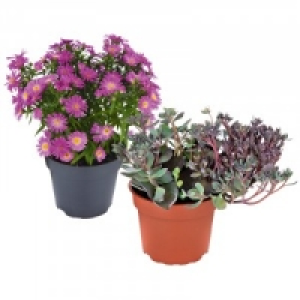 Herbstzauber Mix 1.49 €