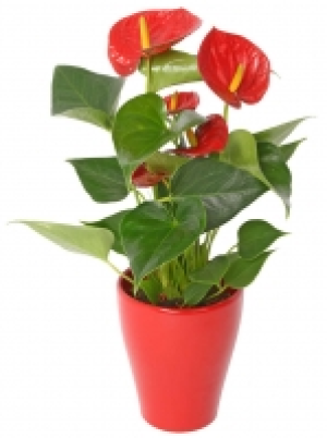 Flamingoblume 4.99&nbsp;&euro;