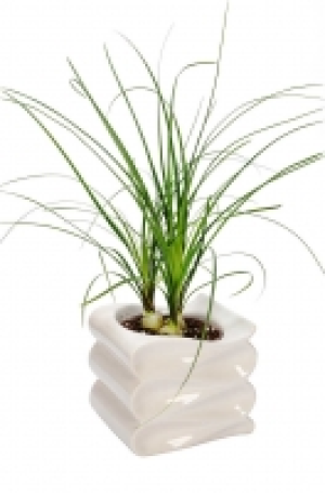 Grünpflanzen Mix 6.99 €