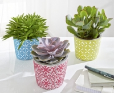GARDENLINE® Sukkulente im Betontopf 2.99 €