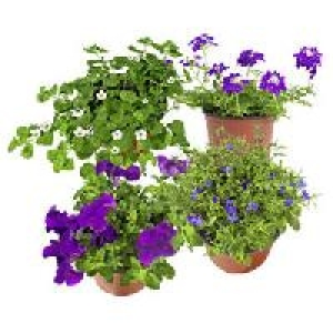 Beet und Balkonpflanzen 1.59 €