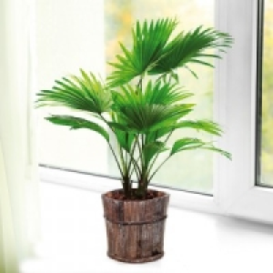 Tropischer Pflanzen Mix 5.99 €