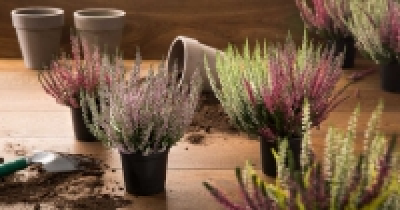 Sommerheide 1.49&nbsp;&euro;