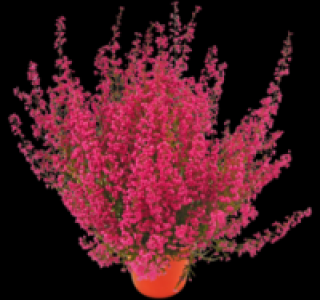 Glockenheide 1.49 €