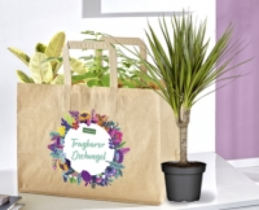 GARDENLINE® Pflanzentute mit 3 Pflanzen