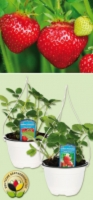 Erdbeerpflanzen 1.99 €