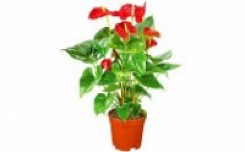 Flamingoblume Anthurie 5.99 €
