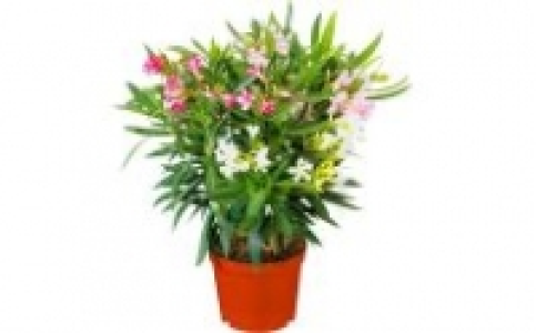Oleander 6.99&nbsp;&euro;
