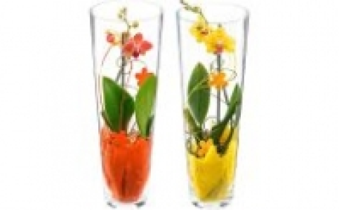 Orchidee Phalaenopsis 14.99 €