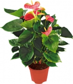 Flamingoblume 7.99&nbsp;&euro;
