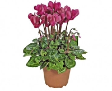 Chrysantheme oder Cyclame