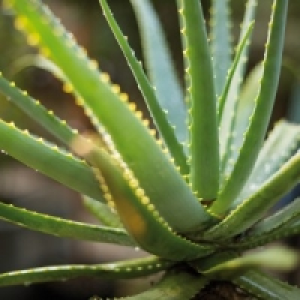 Aloe Vera 2.99 €