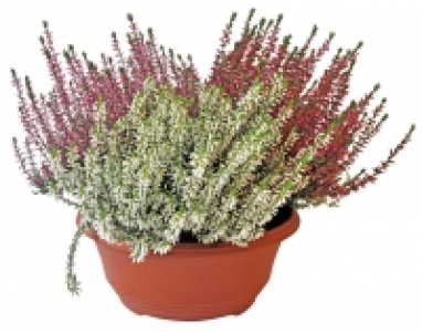 Herbstpflanzen 5.55 €