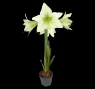 Ritterstern 2.99 €