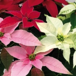 Weihnachtsstern Princettia Trio 5.99 €