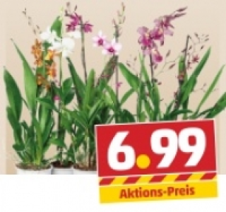 Blühende Phalaenopsis oder Orchideen-Mix