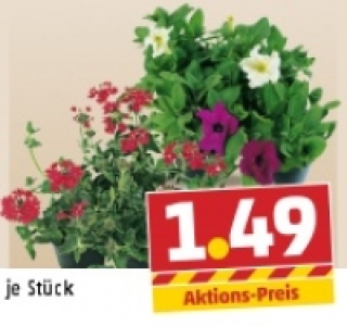 Bunte Beetmischung
