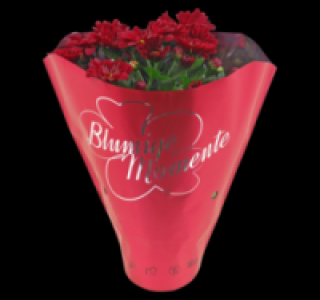 Verschiedene Bl&uuml;hpflanzen 1.99&nbsp;&euro;