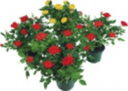 Topfrosen 3.99&nbsp;&euro;