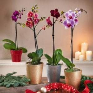 Orchideen-Sortiment 4.99 €