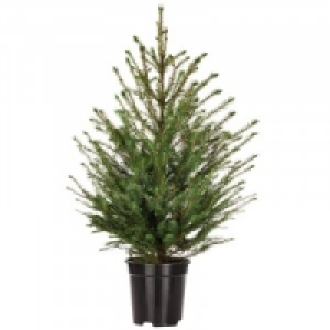 Weihnachtsbaum 7.99 €