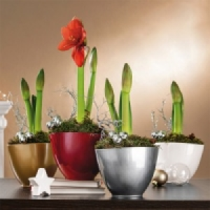 Amaryllis Arrangement 7.99 €