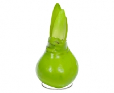 GARDENLINE® Amaryllis mit Wachsfuß