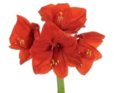 GARDENLINE® Amaryllis