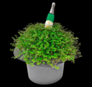 Bubikopf 3.49 €