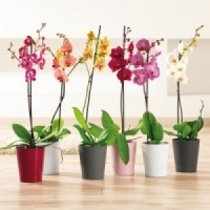 Orchidee Phalaenopsis 4.99 €