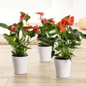 Flamingoblume Anthurie 3.99 €