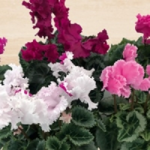 Mini-Blüten-Alpenveilchen 1.89 €