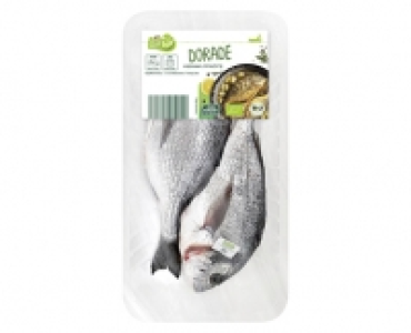 GUTbio Dorade